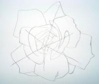 Rose sketch 1