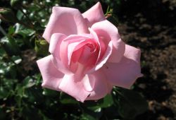 Pink rose