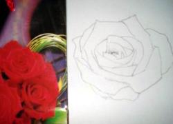 Rose Pencil Drawings - Sketch 1