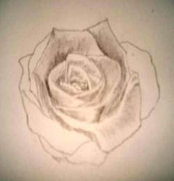 Rose pencil drawings - Sketch 3