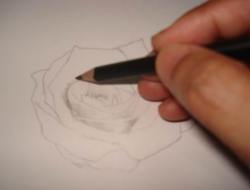 Rose pencil drawings - Sketch 2