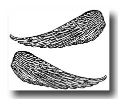 A pair of Angel wings drawings
