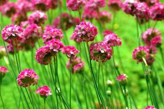 Blooming flowers