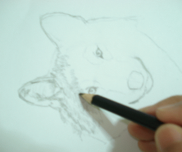 A Wolf Sketch 10