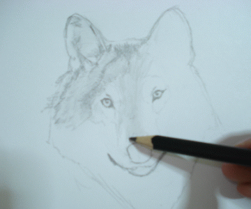 A Wolf Sketch 12