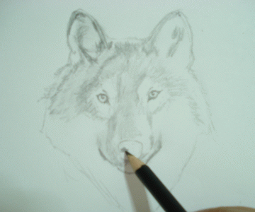 A Wolf Sketch 14