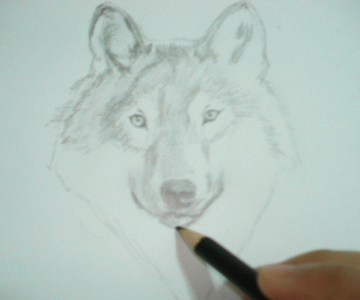 A Wolf Sketch 15