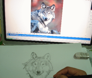 A Wolf Sketch 17
