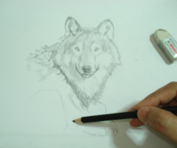 A Wolf Drawing 18