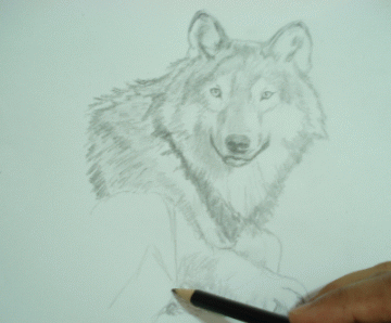 A Wolf Drawing 19