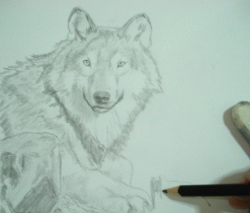 A Wolf Pencil Drawing