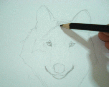 A Wolf Sketch 9