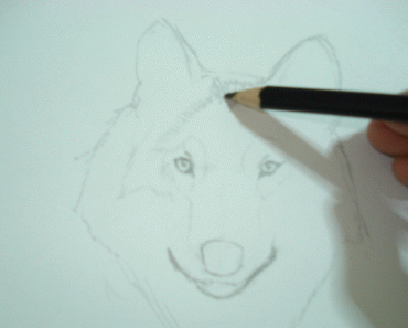 A Wolf Pencil Drawing