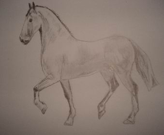 Horse Pencil Drawing