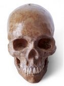 Click here to get your human skull