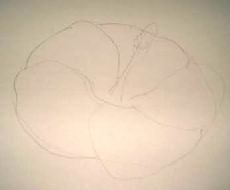 Hawaiian flower sketch 1