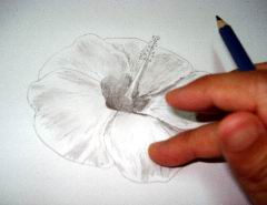 Hawaiian flower sketch 11