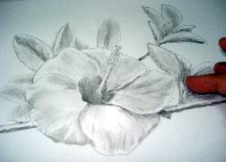  Hawaiian Flower Drawings - A Realistic Hibiscus Drawing 