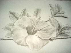 Hawaiian flower pencil drawing