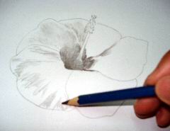 Hawaiian flower sketch 8