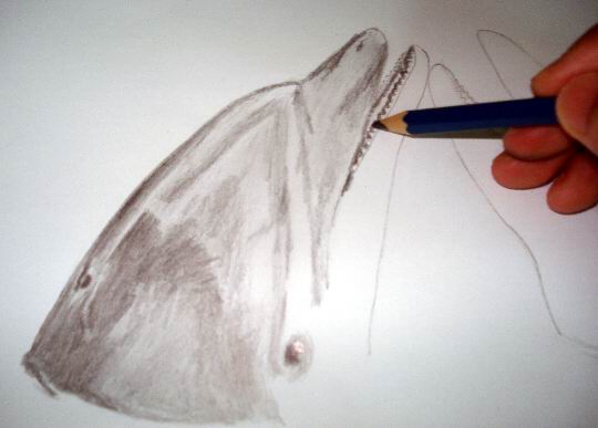 Apply a 4B dark tones to your dolphin drawing