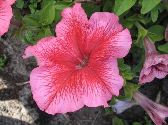 Pink petunia