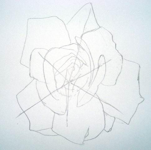 Rose sketch 1