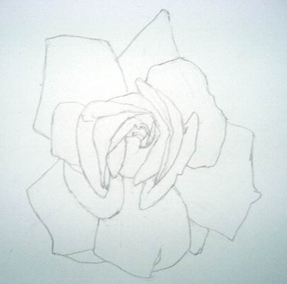 Rose sketch 2