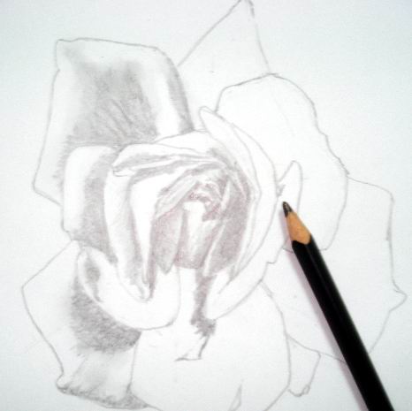 Rose sketch toning 2