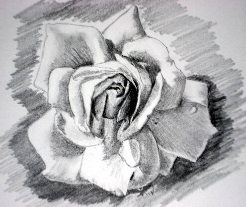 Rose sketch background toning 3