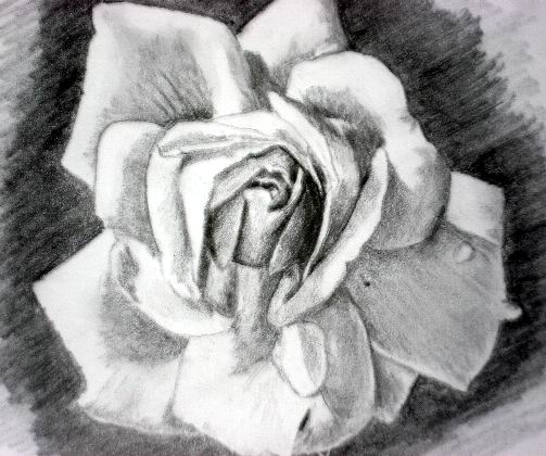 Pink rose pencil drawings