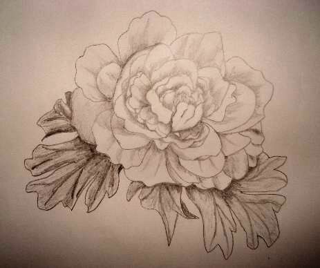 Rose pencil drawings