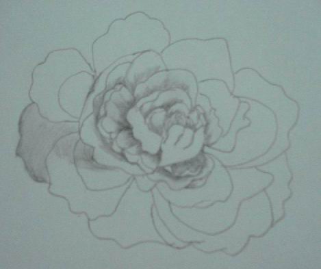 A rose sketch