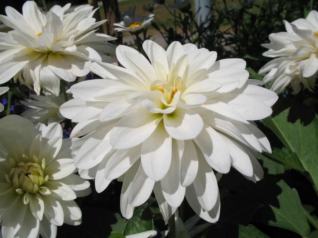 White flowers