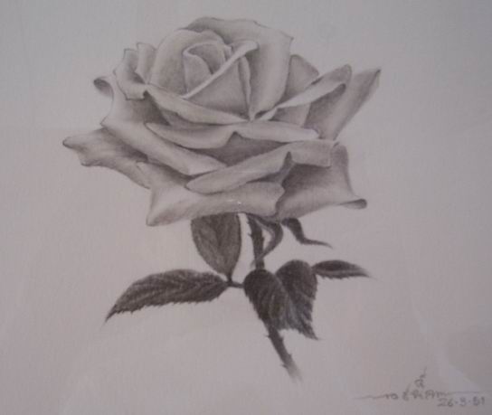 The First Rose
