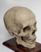 Click here to get your human skull