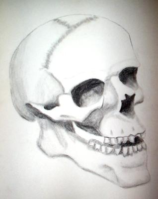 Pencil drawing of human skull.