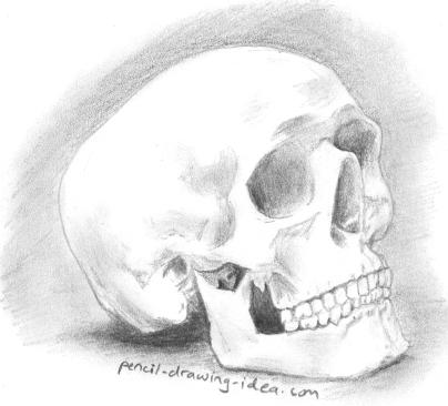 Pencil drawing of a skull