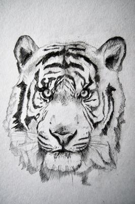 Tiger drawing